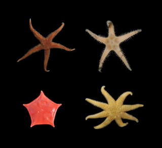 Animals like these starfish may be among the critters the team encounters beneath the site of the former iceberg.